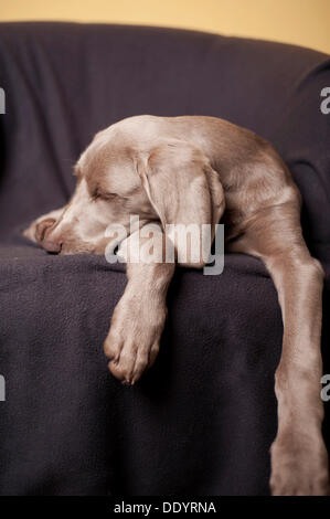 Braque de Weimar chiot dormir sur une chaise Banque D'Images