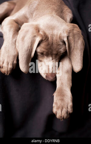 Braque de Weimar chiot dormir sur une chaise Banque D'Images