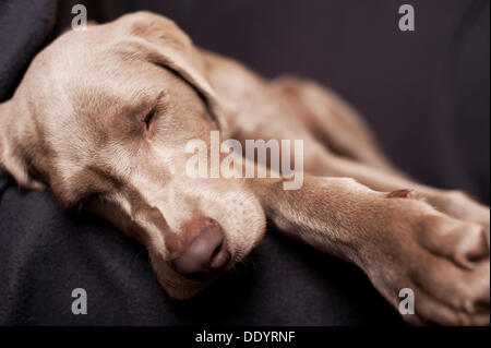 Braque de Weimar chiot dormir sur une chaise Banque D'Images