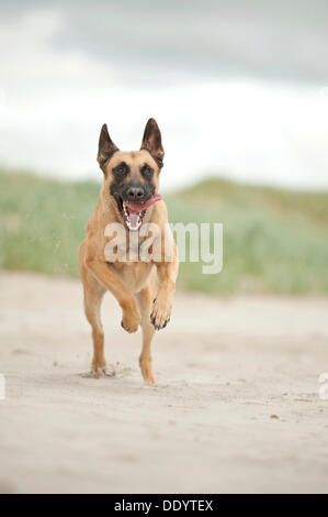 Hollandse Herdershond, berger hollandais s'exécutant sur la plage, à Sankt Peter-Ording, Schleswig-Holstein Banque D'Images