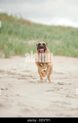 Hollandse Herdershond, berger hollandais s'exécutant sur la plage, à Sankt Peter-Ording, Schleswig-Holstein Banque D'Images