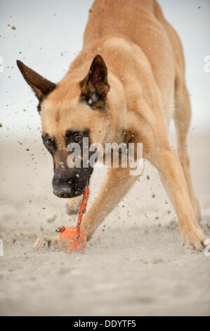 Hollandse Herdershond, berger hollandais jouant avec une balle sur la plage, à Sankt Peter-Ording, Schleswig-Holstein Banque D'Images