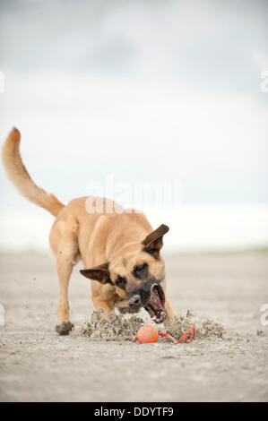 Hollandse Herdershond, berger hollandais jouant avec une balle sur la plage, à Sankt Peter-Ording, Schleswig-Holstein Banque D'Images