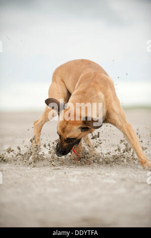 Hollandse Herdershond, berger hollandais jouant avec une balle sur la plage, à Sankt Peter-Ording, Schleswig-Holstein Banque D'Images