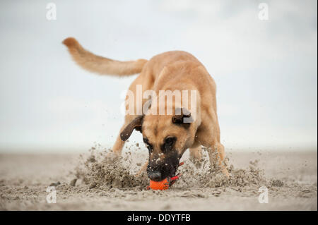 Hollandse Herdershond, berger hollandais jouant avec une balle sur la plage, à Sankt Peter-Ording, Schleswig-Holstein Banque D'Images