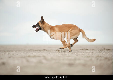 Hollandse Herdershond, berger hollandais, courir le long d'une plage, à Sankt Peter-Ording, Schleswig-Holstein Banque D'Images