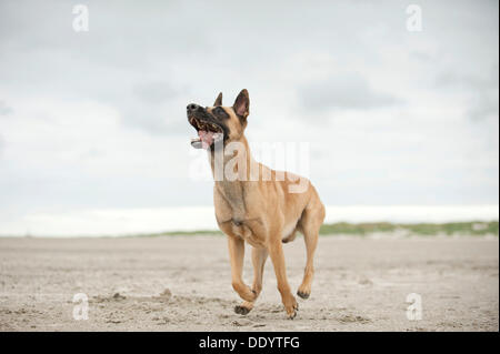 Hollandse Herdershond, berger hollandais, courir le long d'une plage, à Sankt Peter-Ording, Schleswig-Holstein Banque D'Images