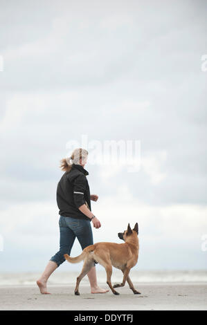 Femme avec un Hollandse Herdershond, berger hollandais, courir le long d'une plage, à Sankt Peter-Ording, Schleswig-Holstein Banque D'Images