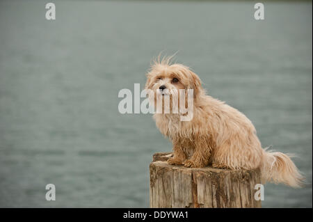 Bolonka Zwetna ou de couleur chien assis sur un tronc d'arbre Banque D'Images