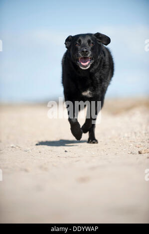 Le galop dog Banque D'Images