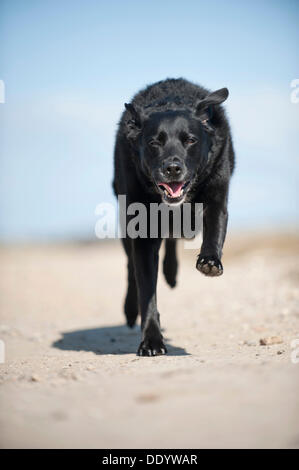 Le galop dog Banque D'Images