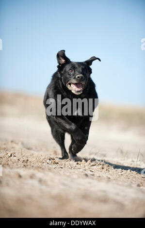 Le galop dog Banque D'Images