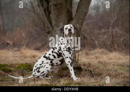 Dalmatien, assis Banque D'Images