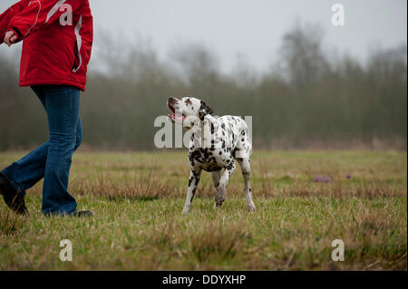 Femme jouant avec un dalmatien dans un pré Banque D'Images
