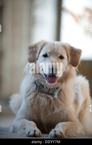 Golden Retriever couché Banque D'Images