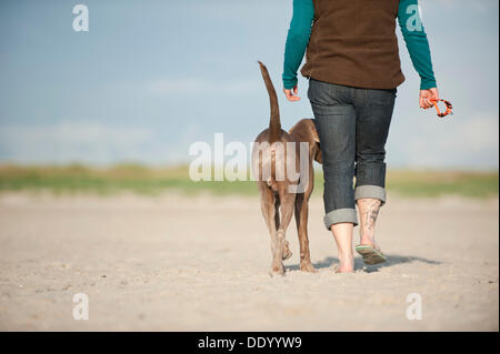 Femme marchant le long d'une plage avec un Braque de Banque D'Images