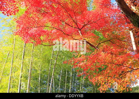 Forêt de bambou feuilles d'érable rouges Préfecture Shizuoka Banque D'Images