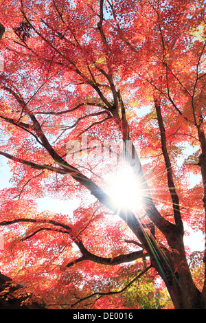 Érable remplie de feuilles rouges Préfecture Shizuoka Banque D'Images