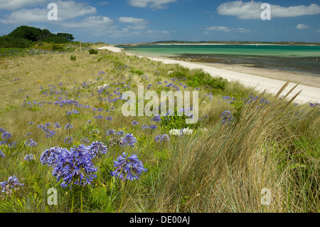 Lily (Afrique de l'agapanthus praecox), (également connu sous le nom de Common Agapanthus, bleu ou Lily Lily of the Nile), poussant dans l'herbe derrière la plage de sable à Pentle Bay, Tresco, Îles Scilly, Angleterre Banque D'Images