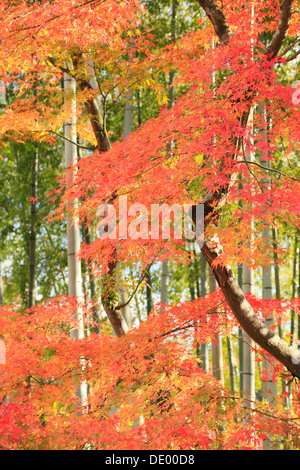 Forêt de bambou feuilles d'érable rouges Préfecture Shizuoka Banque D'Images