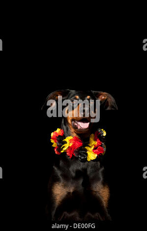 Dobermann, portant un portrait noir, rouge et or garland Banque D'Images