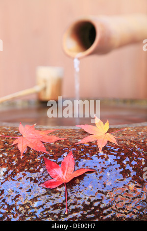 Un bol d'eau des feuilles d'érable rouges Préfecture Shizuoka Banque D'Images