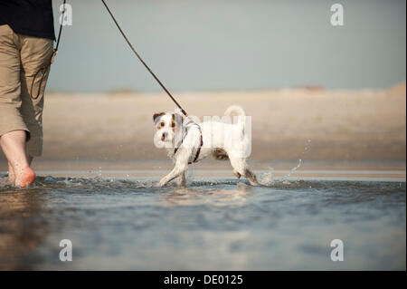 Parson Russell Terrier marcher en laisse dans l'eau Banque D'Images