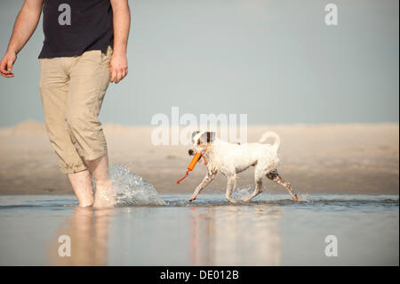 Parson Russell Terrier à marcher derrière son propriétaire à travers l'eau sur une plage Banque D'Images