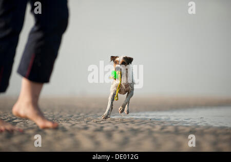 Parson Russell Terrier jouant avec le propriétaire du chien sur la plage Banque D'Images