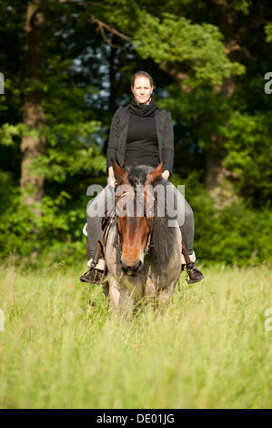 Woman riding un cheval de trait belge dans un pré Banque D'Images