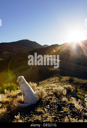 Golden Retriever de couleur platine au lever du soleil, au-dessus des contreforts Salida, Colorado, USA Banque D'Images