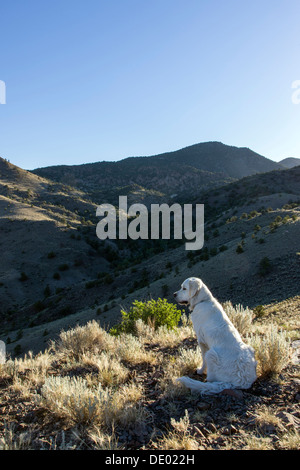 Golden Retriever de couleur platine au lever du soleil, au-dessus des contreforts Salida, Colorado, USA Banque D'Images