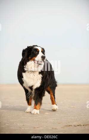 Bernese Mountain Dog standing on the beach Banque D'Images