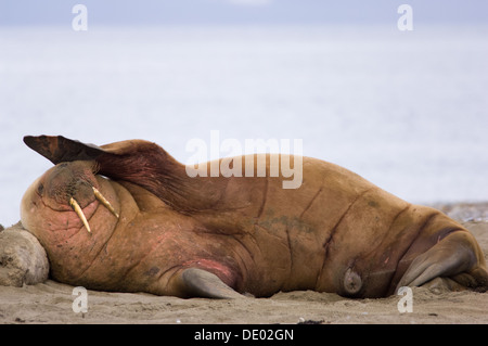 Le morse (Odobenus rosmarus) la nuit chez un halage sur la plage de Prins Karls Forland, au large de l'archipel de Svalbard, Spitzberg, Norvège Banque D'Images