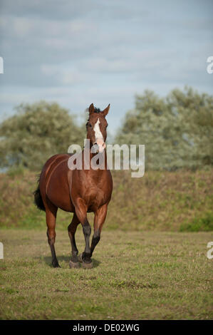 Dans un galop quarter horse paddock Banque D'Images