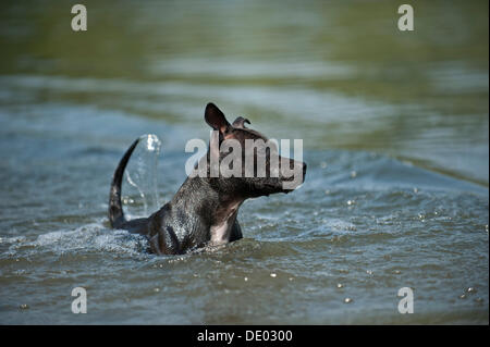 Old English Staffordshire Bull Terrier, chien dans l'eau Banque D'Images