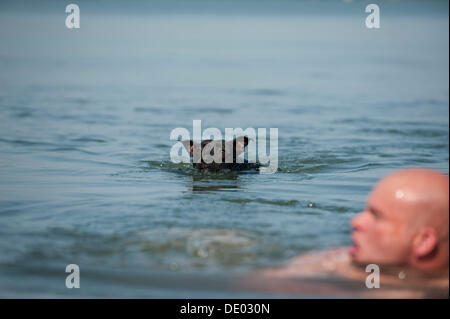 Un homme et un chien la baignade dans un lac, vieille English Staffordshire Bull Terrier Banque D'Images