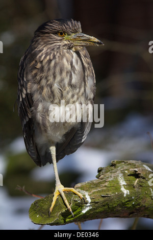 Petit Blongios eurasien ou butor étoilé (Botaurus stellaris) debout sur une jambe Banque D'Images