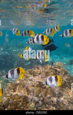 Double-pacifique (Chaetodon ulietensis selle médiocre) baignade dans le lagon, Huahine, Polynésie Française Banque D'Images