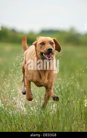 Le Rhodesian Ridgeback dog à travers un pré Banque D'Images