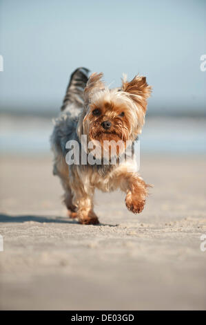 Yorkshire Terrier le long de la plage Banque D'Images