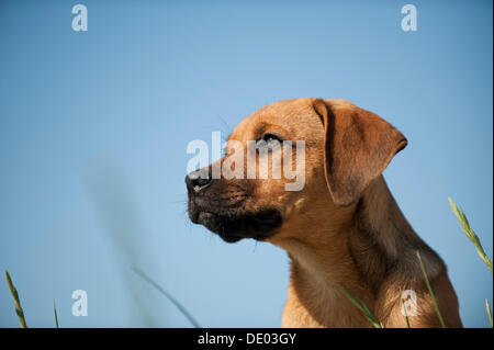 Les jeunes chiens de race mixte, portrait Banque D'Images