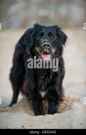 Black dog creusant un trou Banque D'Images