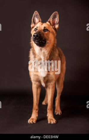Mélange de berger, debout Banque D'Images