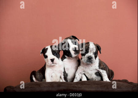 Olde English Bulldog, trois chiots assis à côté de l'autre Banque D'Images