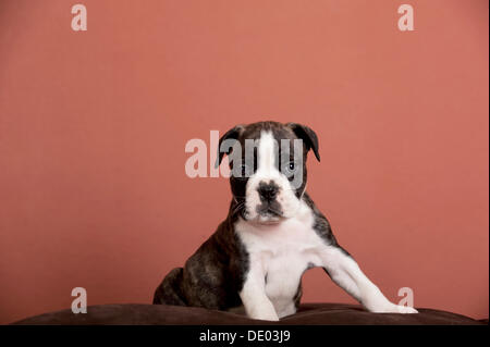 Olde English Bulldog, puppy sitting Banque D'Images