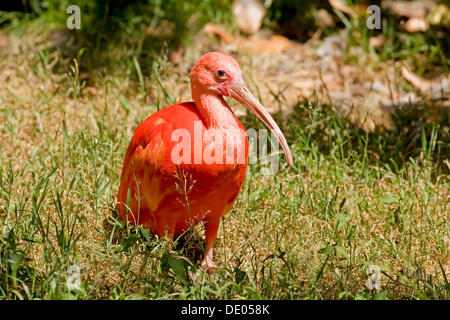 Ibis rouge (Eudocimus ruber) Banque D'Images