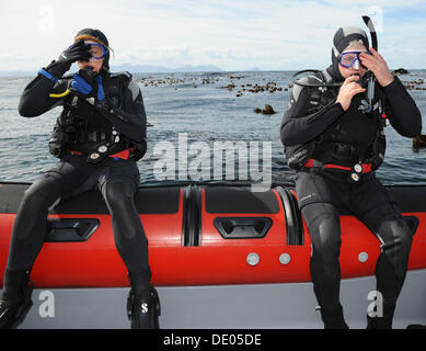 Simonstown, Afrique du Sud. Sep 9, 2013. Judy Lain, Directeur Marketing chez Wesgro et Alan Winde MEC des finances, du développement économique et du Tourisme de l'ouest du Cap, est allé pour la plongée requins vache dans la baie de False. Septembre est le Mois du tourisme, une campagne annuelle conduite par le Département national du tourisme en partenariat avec les gouvernements provinciaux du Tourisme, et la ville du Cap et le Cap occidental thème est 'l'eau nous connecte'. L'un des plus primitifs d'espèces de requins dans le monde, la vache de requins sont l'une des deux espèces qui ont sept branchies et varient en taille de 1. Banque D'Images