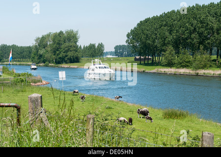 La vieille meuse en Pays-Bas avec voile et dans le domaine de la vache Banque D'Images