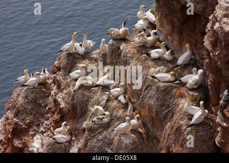 Le Fou de Bassan (Morus bassanus, Sula bassana) zone de reproduction d'oiseaux, les falaises de l'île de Helgoland, Schleswig-Holstein Banque D'Images